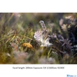 Tamron SP 70-200mm f/2.8 Di VC USD G2 (CANON) (A025E)